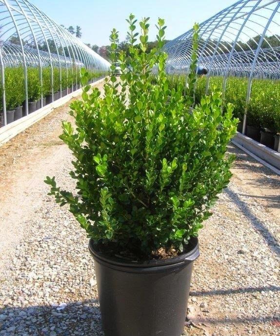 Boxwood – Bonilla Nurseries